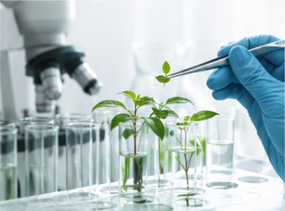 Researcher transferring a seedling under a microscope
